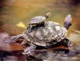 /album/fotogaleria/tortugas-acuaticas-1-jpg/